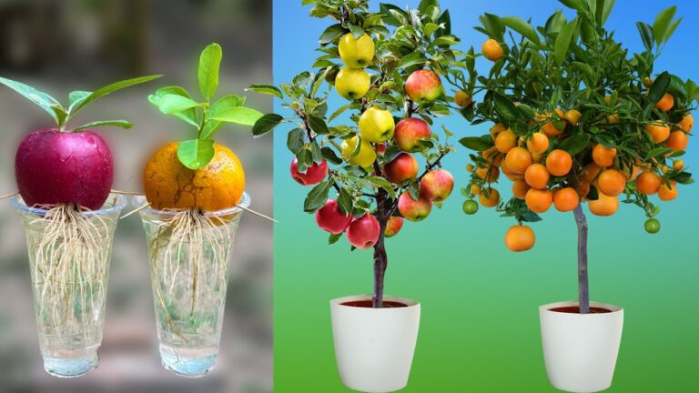 Cultivez 5 fruits dans des bouteilles en plastique : un jardin sur votre balcon !