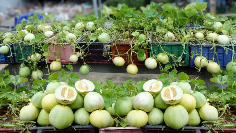 3 astuces pour cultiver des melons sucrés sans dépenser un centime !