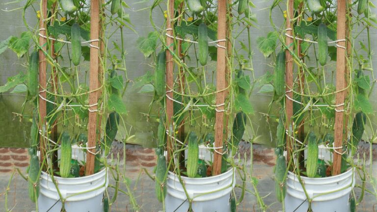 3 étapes simples pour cultiver des concombres dans un seau de peinture !