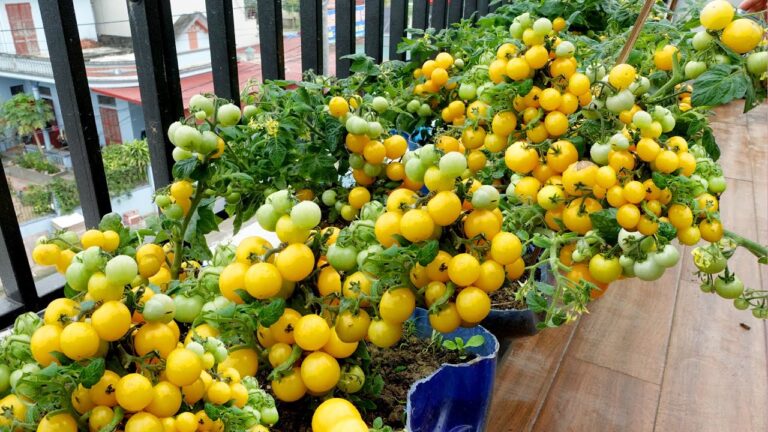 3 astuces pour cultiver des tomates savoureuses et récolter rapidement !
