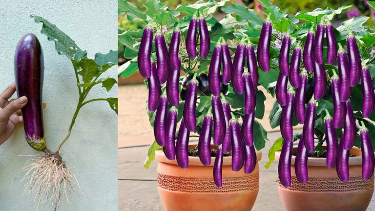 Découvrez 5 astuces pour faire pousser des aubergines avec des œufs !