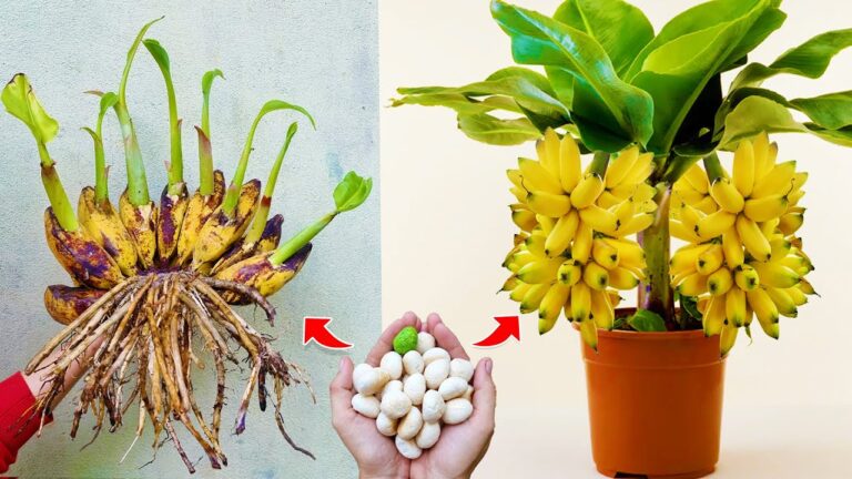 10 astuces pour multiplier et greffer vos bananiers et obtenir de gros fruits !