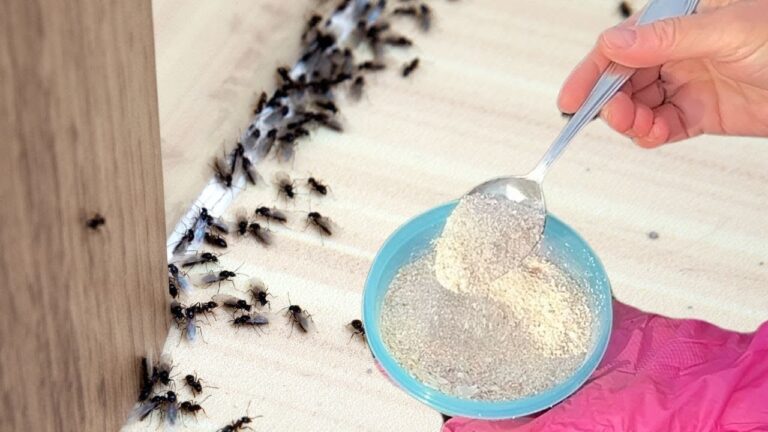 5 astuces simples pour dire adieu aux fourmis avec du poivre à la maison !
