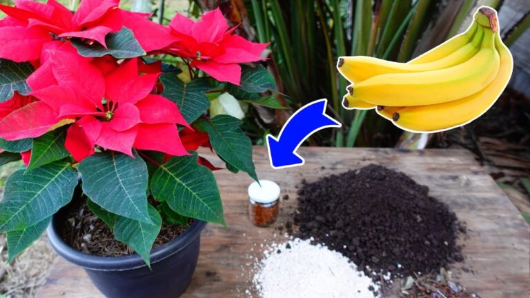 5 astuces pour cultiver la Poinsettia et en faire une star de Noël !