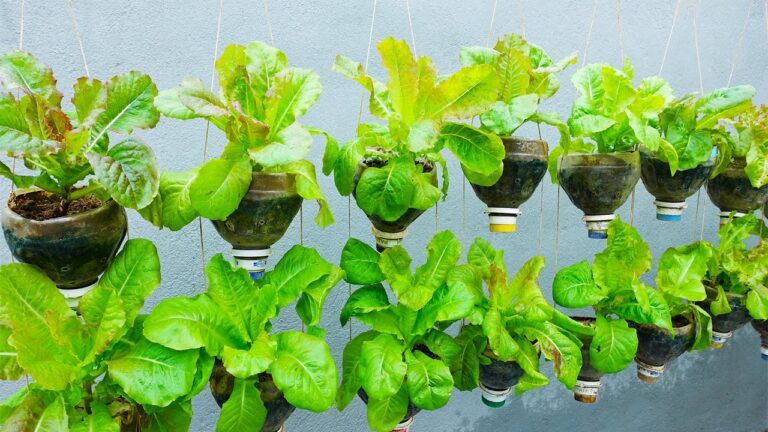 10 idées de jardins comestibles en bouteilles plastique pour optimiser votre espace !