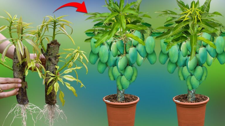5 astuces pour faire pousser des mangues rapidement et obtenir de gros fruits chez soi !