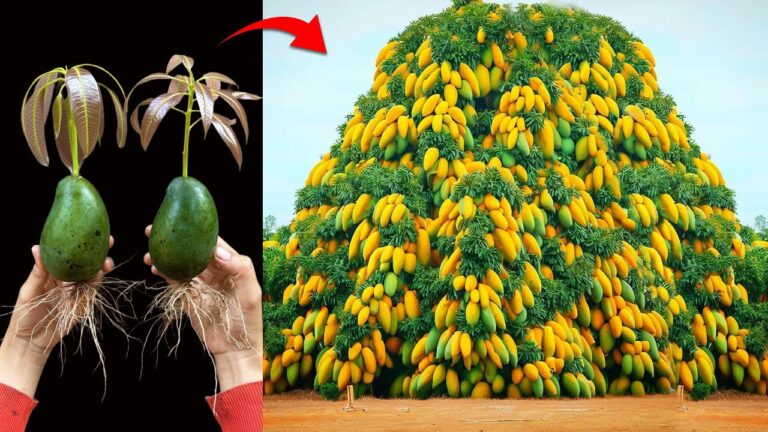 Découvrez 5 étapes simples pour greffer un manguier avec des fruits délicieux !