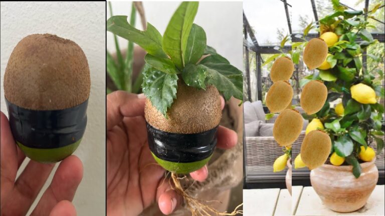 5 étapes faciles pour cultiver kiwi et citron avec miel et gingembre !