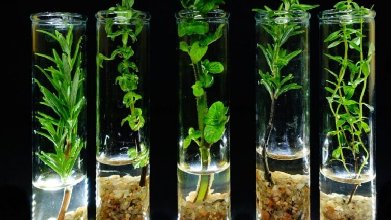 Accélérez le enraizement en 5 étapes avec des microorganismes aquatiques !