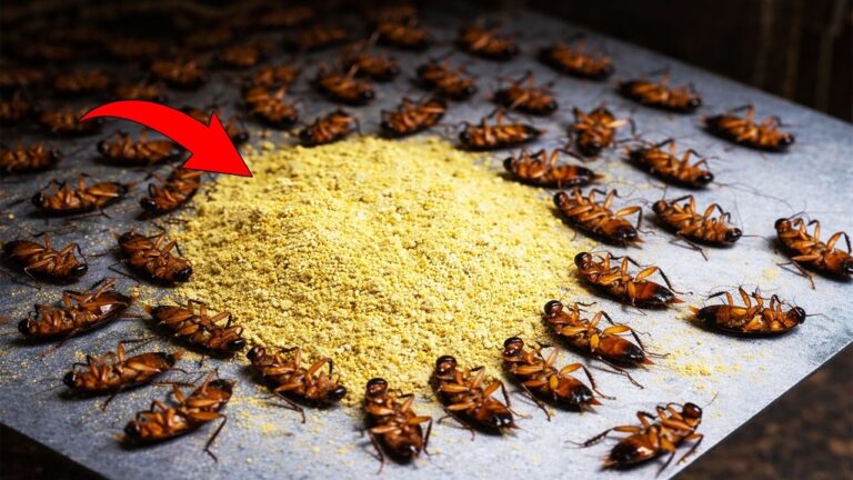 Éliminez 5 techniques efficaces pour tuer les cafards sans poison et sans dépenser un centime
