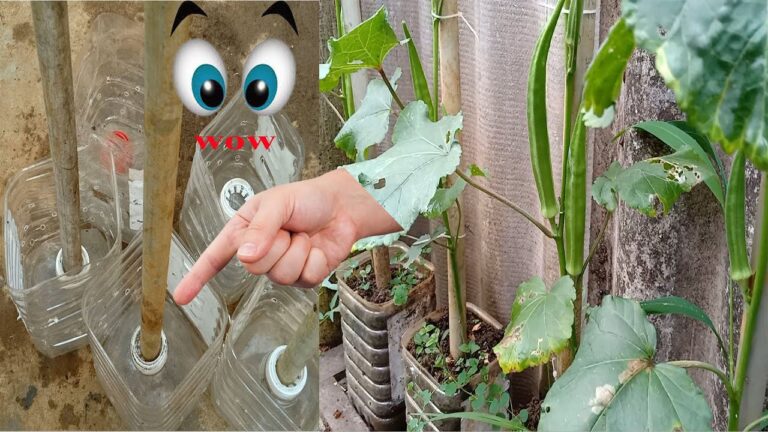 5 étapes simples pour cultiver l&rsquo;okra facilement chez soi