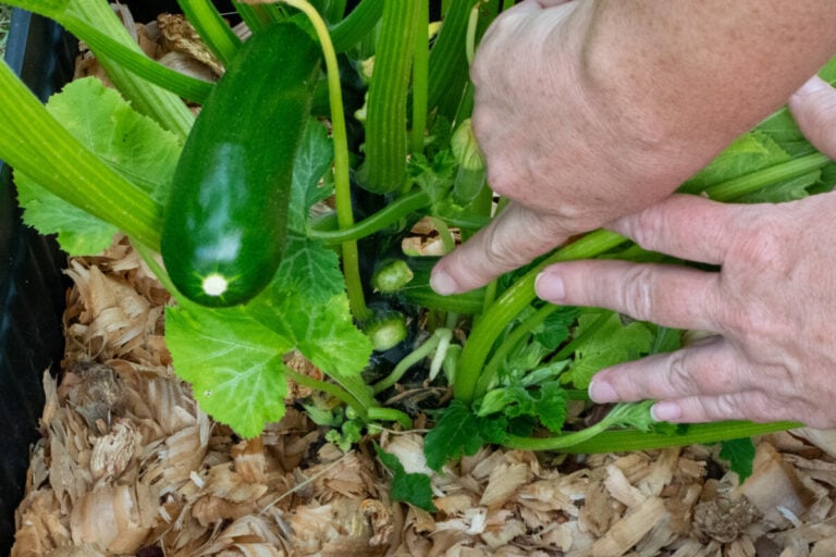 Comment tailler vos courgettes : évitez ces deux erreurs cruciales