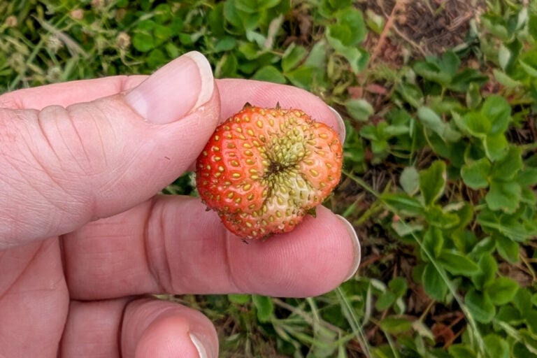 Des fraises petites et pleines de graines ? Le secret pour des baies énormes et juteuses