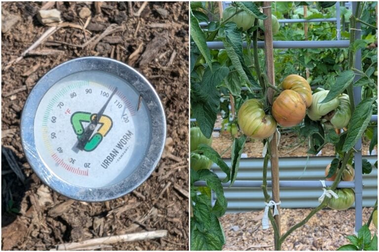 Vague de chaleur annoncée ? Le kit essentiel pour sauver vos tomates