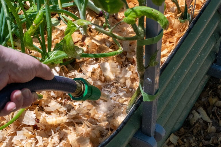 Combien d&rsquo;eau les tomates ont-elles vraiment besoin ? Une méthode améliorée pour arroser